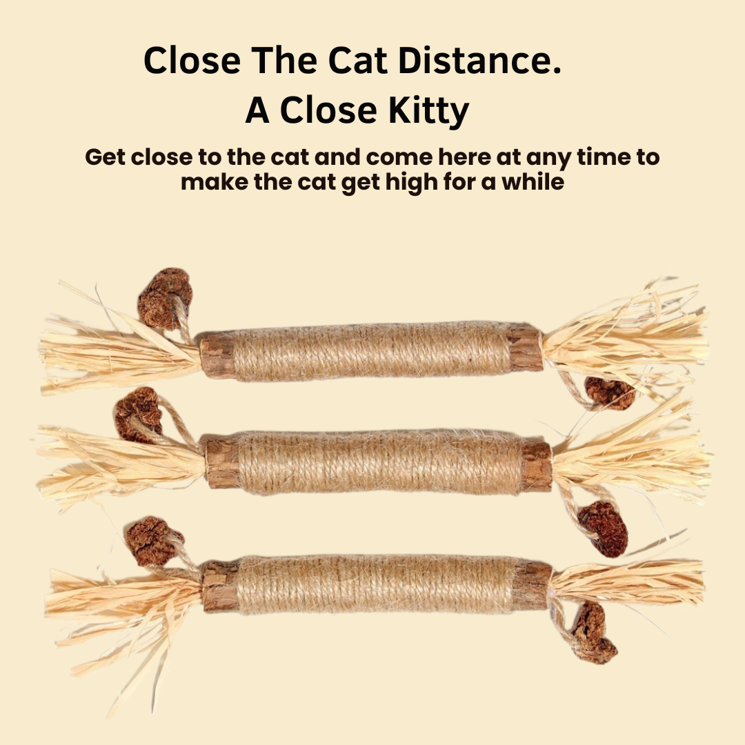 3x Raffia Dental Sticks